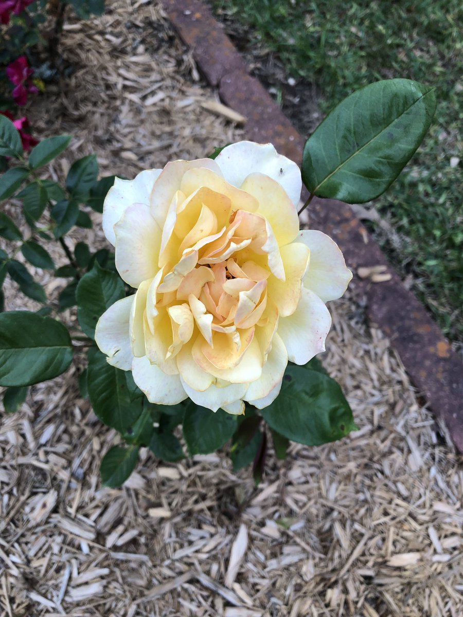 mleverhart's tweet image. The Lord’s beauty on display!