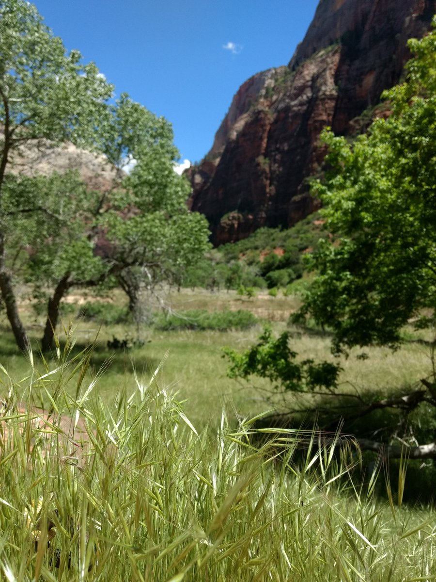 What does a weed scientist do on holiday? Looks at the #brome of course. Maybe I've got a bit too interested in them... #weedscience