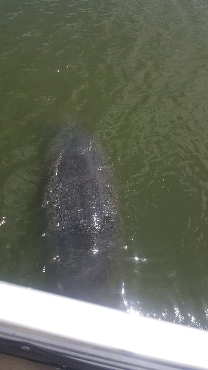 ted_bolen's tweet photo. Diamond Owners out on the water enjoying the Manatees and Dolphins. Turtle Mound Eco Tours. #daytonadifference #eventsofalifetime @abdelajason @Tflood1113 @DemutisG @_DanielK8 @cbauer625 https://t.co/nbg5ZDUxdB