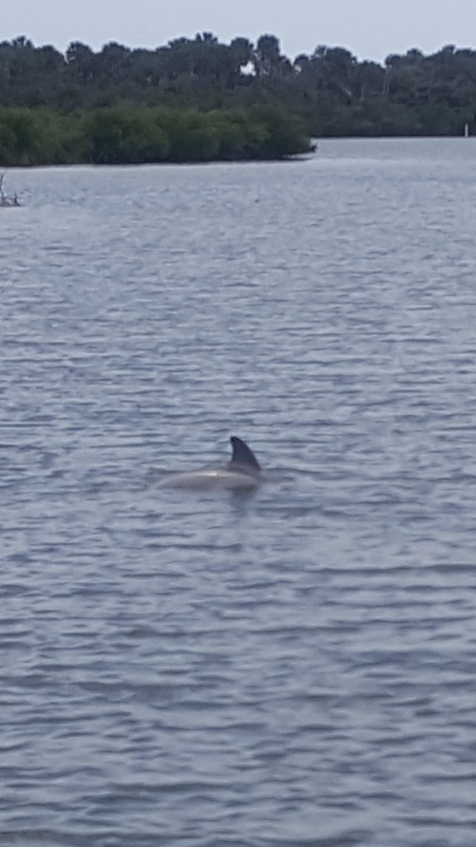 ted_bolen's tweet photo. Diamond Owners out on the water enjoying the Manatees and Dolphins. Turtle Mound Eco Tours. #daytonadifference #eventsofalifetime @abdelajason @Tflood1113 @DemutisG @_DanielK8 @cbauer625 https://t.co/nbg5ZDUxdB