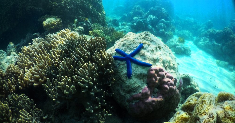 UOW (@uow) on Twitter photo Study using cores drilled from coral produces world-first 400-year record of El Niño events - and shows unprecedented increase over the past 30 years compared to the past four centuries uow.to/2V44YfH <a href="/DrHelenMcGregor/">Helen McGregor</a> <a href="/ClimateExtremes/">ARC Centre of Excellence for Climate Extremes</a> Study using cores drilled from coral produces world-first 400-year record of El Niño events - and shows unprecedented increase over the past 30 years compared to the past four centuries uow.to/2V44YfH <a href="/DrHelenMcGregor/">Helen McGregor</a> <a href="/ClimateExtremes/">ARC Centre of Excellence for Climate Extremes</a>