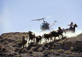 MartyIrby's tweet photo. A picture's worth a thousand words. This one says enough about roundups & the #wildhorses. RT & call Congress at 202-224-3121 & tell them to OPPOSE @BeltwayBeef @HumaneSociety @ASPCA #SlaughterGait plan to spend $50Million tax $ & remove 15-20K #horses per year from the range. https://t.co/kVoNjPUQLV