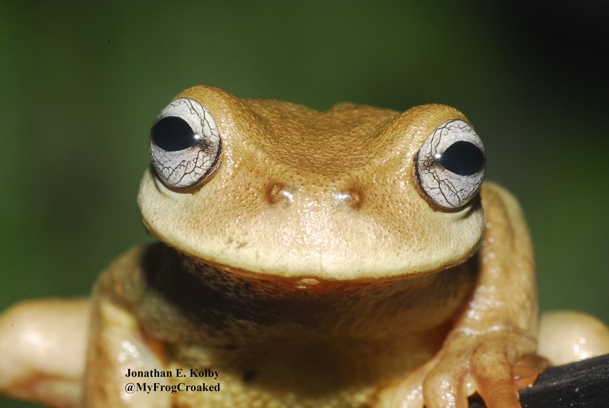 HondurasARCC's tweet photo. Have you seen our story? https://t.co/5HyjiTrtNY #HARCC #chytrid #frogs #extinction #ConservationOptimism https://t.co/yznqwlenki