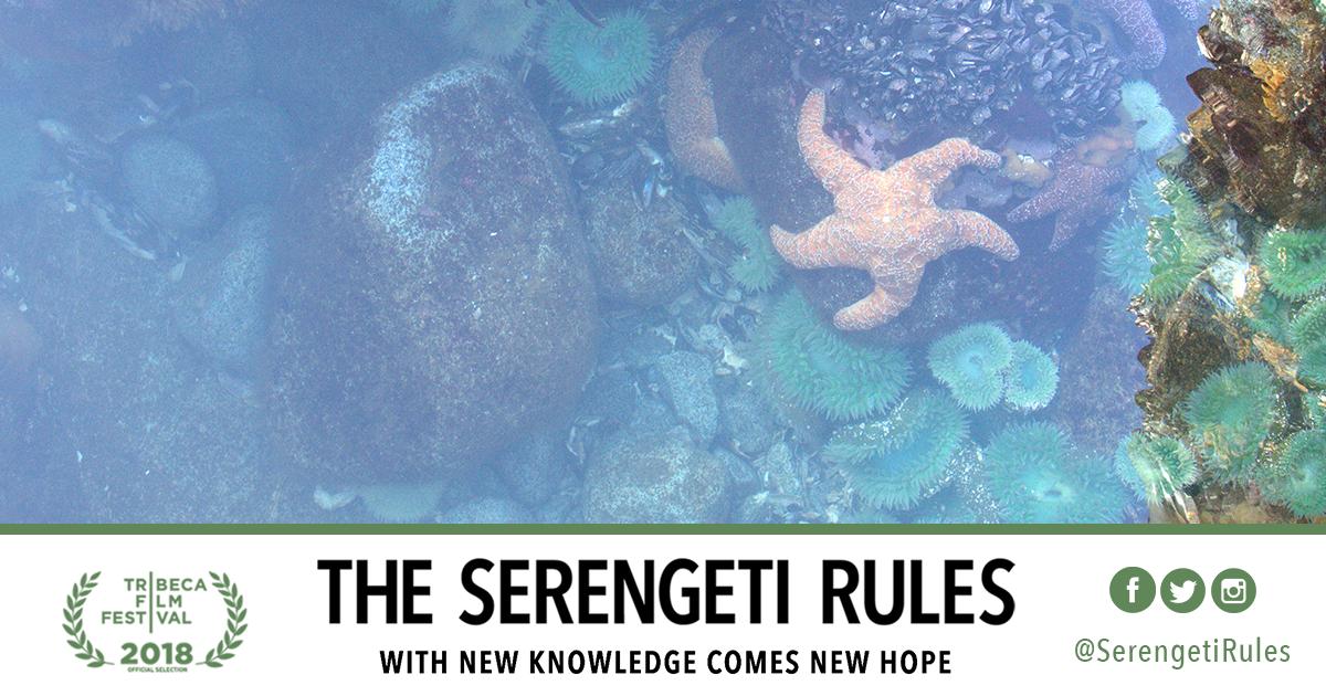 abramorama's tweet image. It’s one of the most important untold science stories of our time — a tale with profound implications for the fate of life on our planet. @SerengetiRules opens 5/10 at @QuadCinema: buff.ly/2IRcqJC #SerengetiRules #LearnTheRules