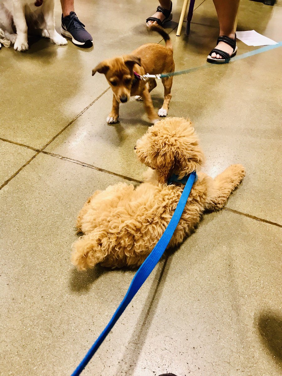 alamb's tweet photo. .@WRAL #puppytrainingclass #dailydoseofdolly #hellodolly #wral https://t.co/glpwzjxUeS