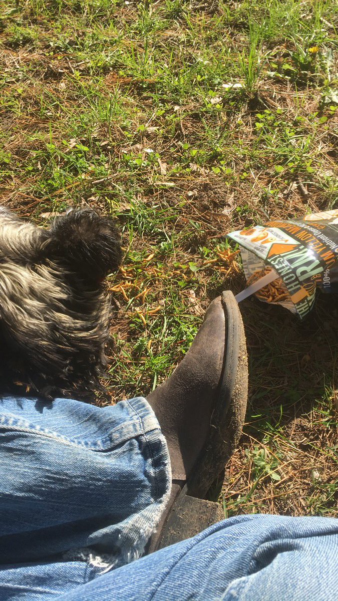 DippingBelle's tweet photo. “iTs JuSt A cHiCkEn”

Okay well my garden partner, follows me everywhere, super cuddle bug of a Rooster will probably be getting put down tomorrow. So, fuck you. Chickens have feelings too. We spent his last night sun bathing and eating meal worms https://t.co/kXuvvD4S6K