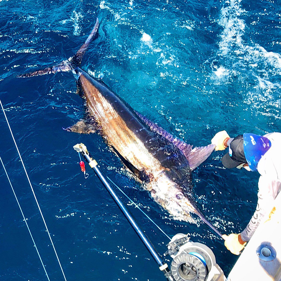 Billfish Report tweet media