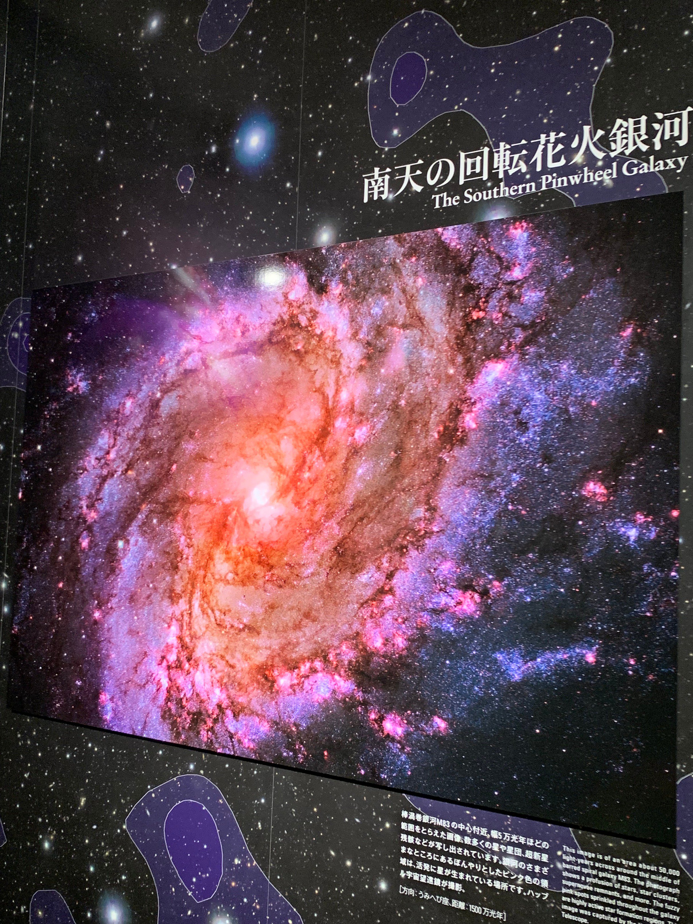 紫陽花 『月影-ゲツエイ-』 ピンク | すべての商品 | | Junk