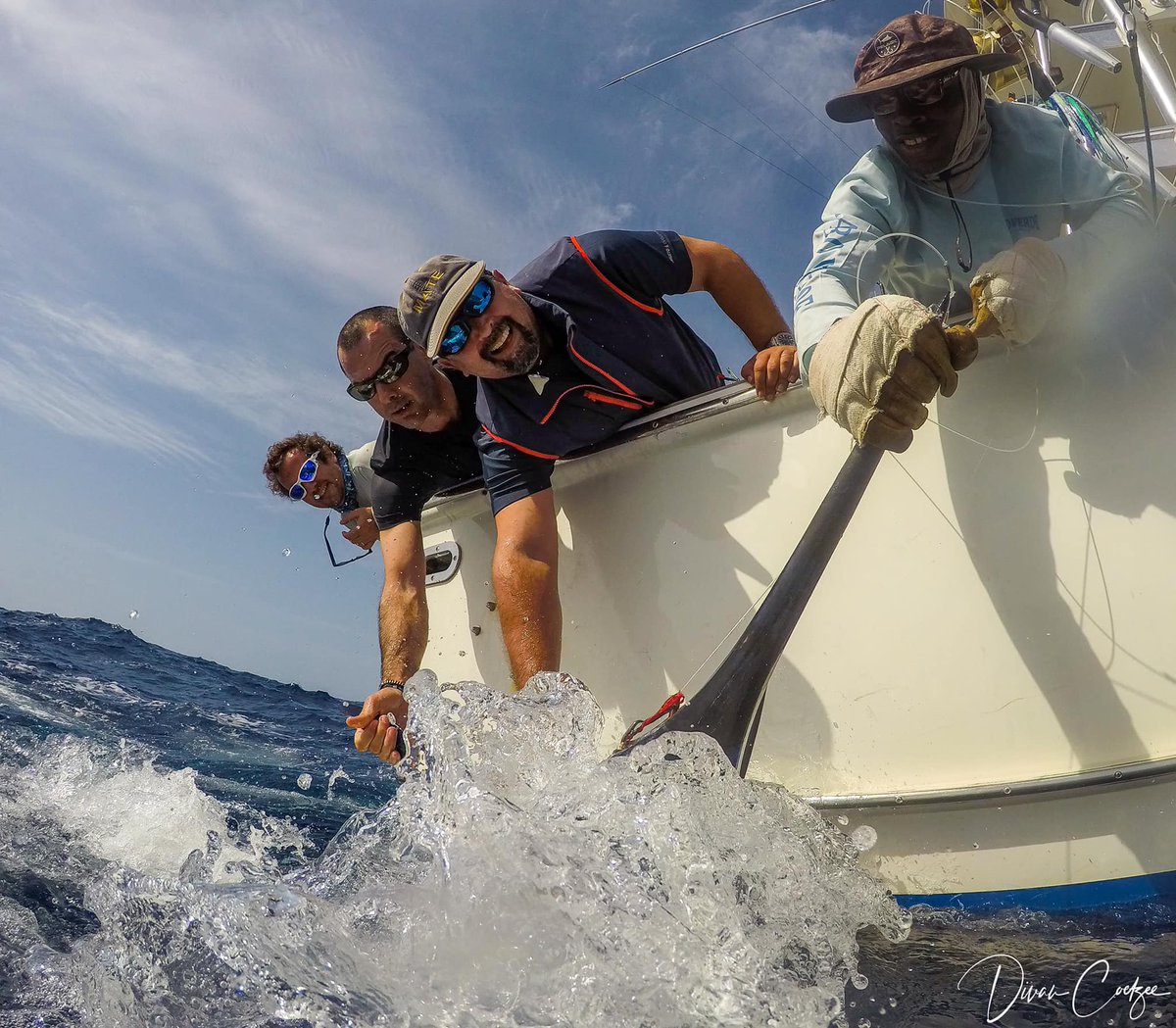 Billfish Report tweet media