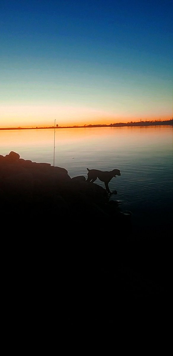 PFWildBio's tweet photo. Remi found the right spot to watch the fishing line while we enjoyed the sunset this weekend https://t.co/lkcV7SuxI7