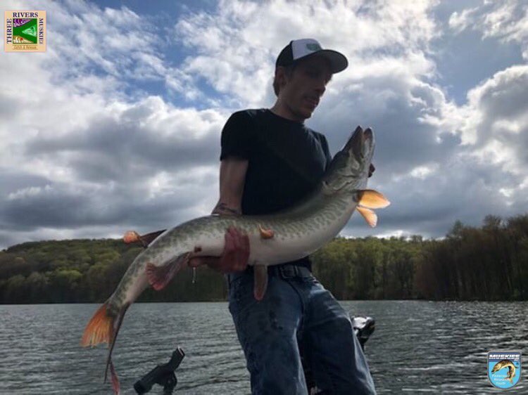 muskiesinc16's tweet photo. 3RMI member Billy Olszewski with a huge 47” Pennsylvania lake ‘lunge he caught &amp; released over the weekend!  What a beaut!  @fishandboat @jmsayers78 #muskylvania #muskiesinc #pamuskyfishing #pamusky #threeriversmuskiesinc https://t.co/LombhxNRHa