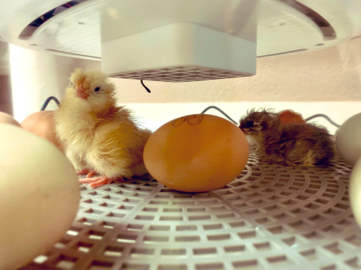 MissHarris_1st's tweet photo. 2 down, 7 more to go. We are so excited! 🐣❤️ @FESfalcons @KISD_Science https://t.co/BBhmG7szNO