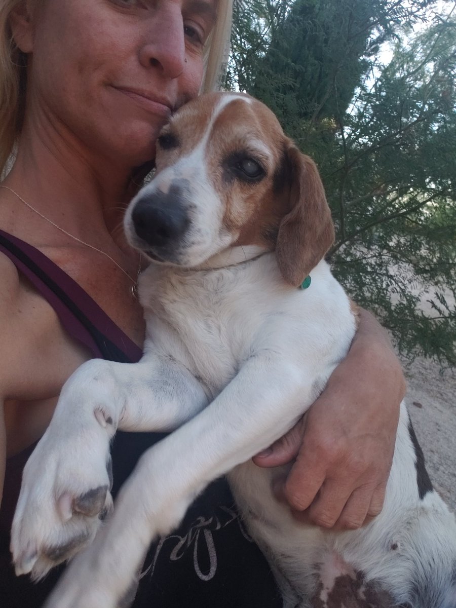 Shayla likes to cuddle up
#snbrf #beagletopia #rescued #savealife #roadtorecovery #adoptdontshop #lovinglifebeagles #beagles #seniorbeagles #blindbeagle 
Southernnevadabeaglerescue.com