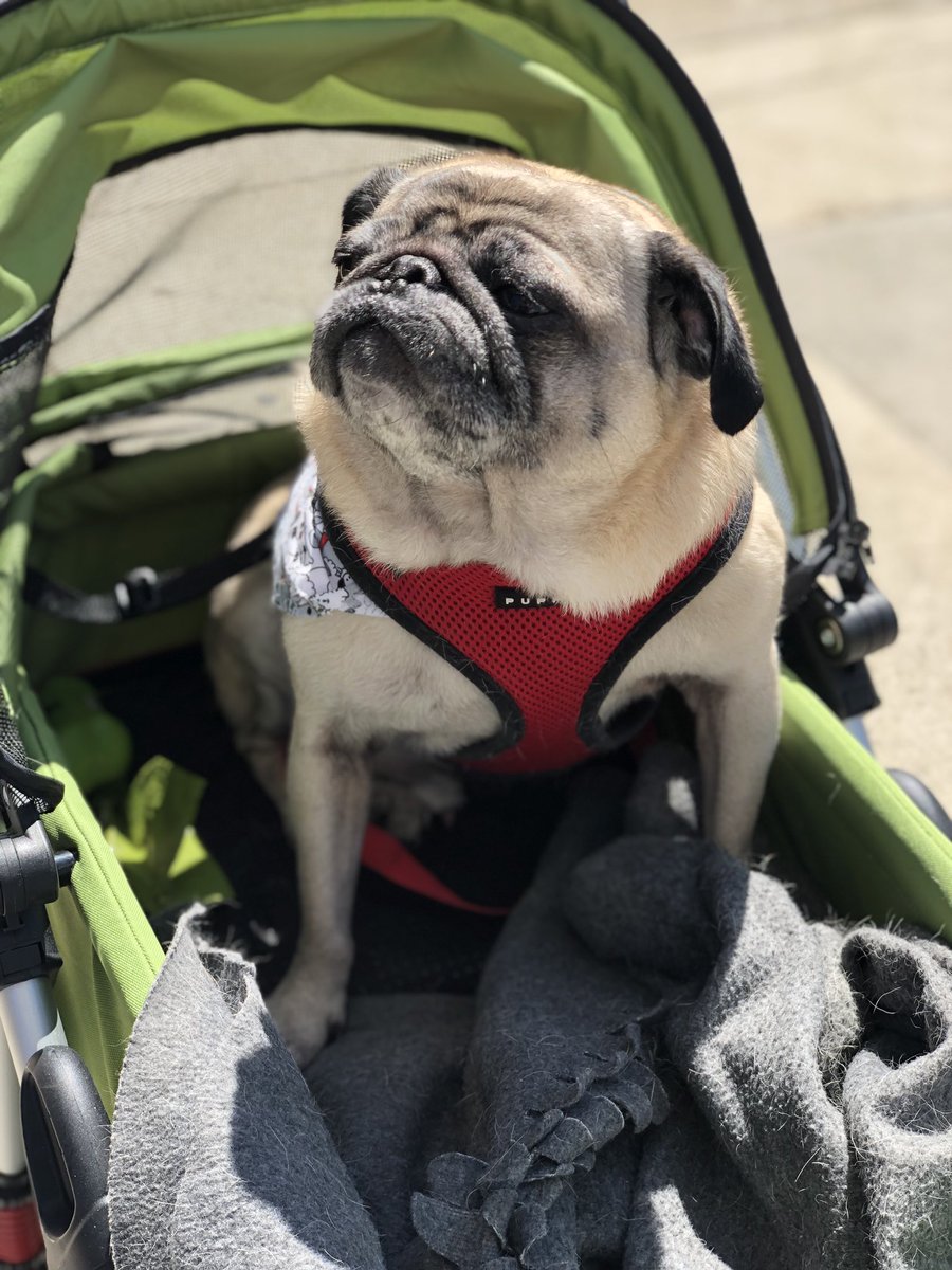 Issy_bissy's tweet photo. My little model #pug #pugmama #chicago #chicagostyledog https://t.co/0ukHlwu2g9