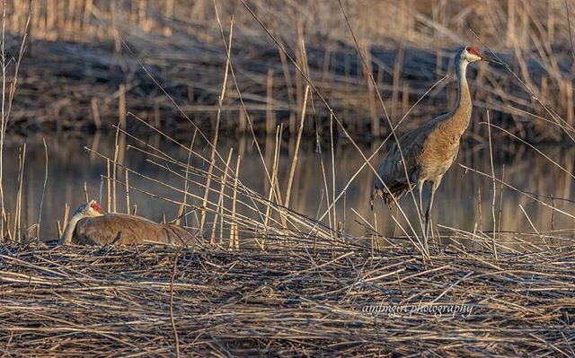 amfmgirlphoto's tweet photo. Standing guard, protecting the family.
.
.
.
.
.
.
#sandhillcrane #birdsofinstagram #birdfreaks #sandhill
#conquer_wi #visitdanecounty #wccmag #excellent_america #naturalwisconsin #madisonmagazine #explorewisconsin #discoverWisconsin #TravelWi #ourwisconsin #lookaround… https://t.co/TOcuDMxJz1