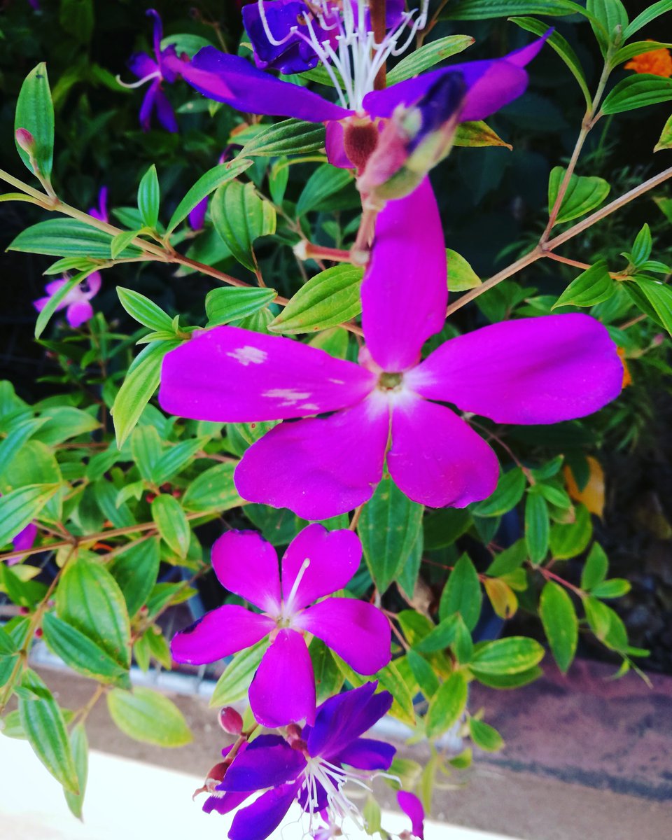 NaturalLanka's tweet photo. @prilaga  #flowerstyles_gf #flowers_shotz #flowers_nirvana #flowerslovers #flowers_super_pics #flowershop #flowerstyle #flowers_mania__ #flowershow #flowers_energy #eventflowers #flowers🌸 #flowershot #flowerstagram #flowers #flowerstattoo #flowerschool #flowers_andlife #prilaga https://t.co/PMxUZLe8vS
