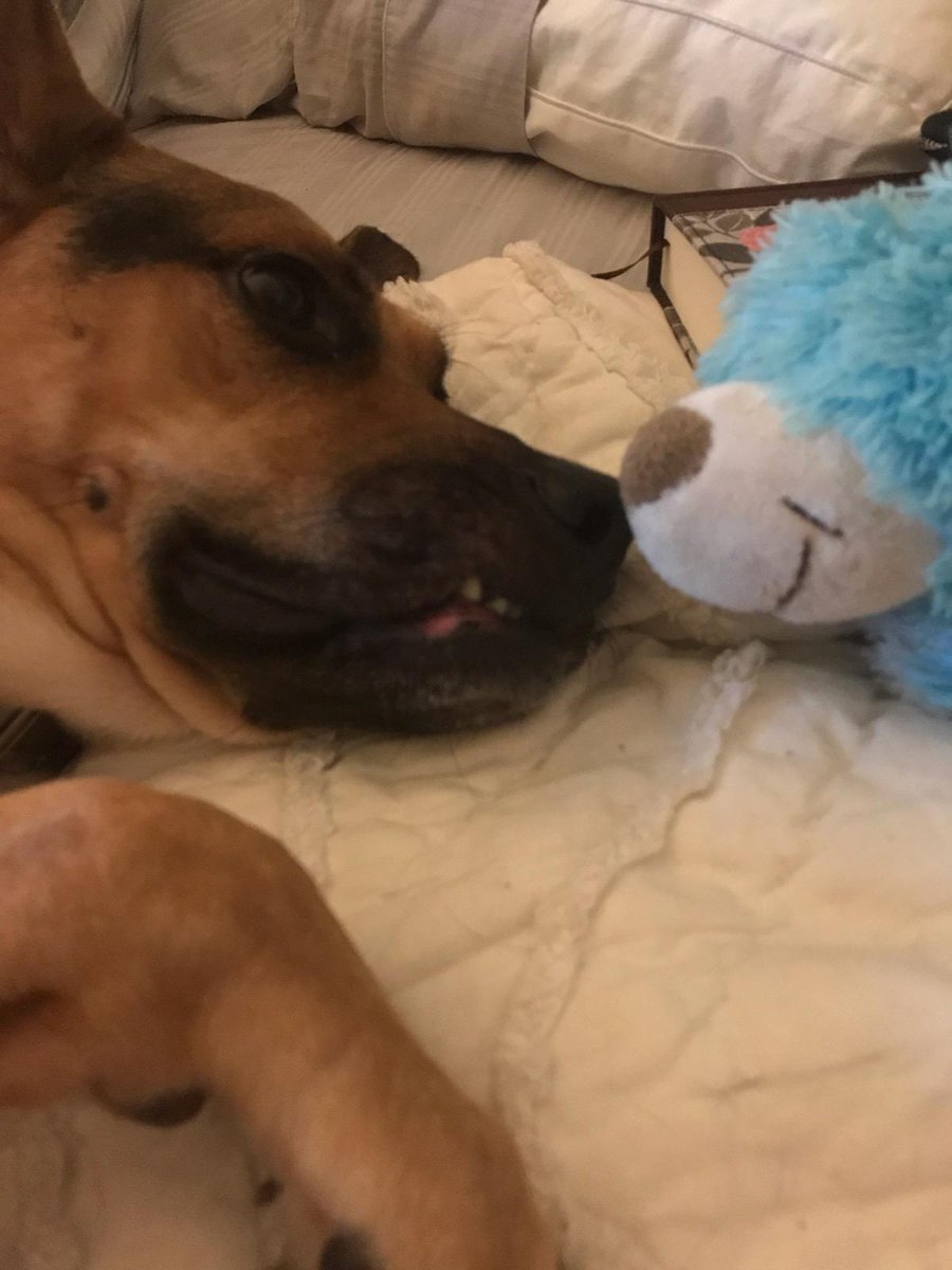Midwest_Girl180's tweet photo. @HaralsonSheriff @ElDoradoPolice @ArkCity_Police @PascoSheriff Bucky and I are locked pup in MS. He is telling his fren all about his day and that graduation is Saturday. #9PMRoutine #buckybear #5daystograduation #heisaproudpup https://t.co/9aPwvw3NIy