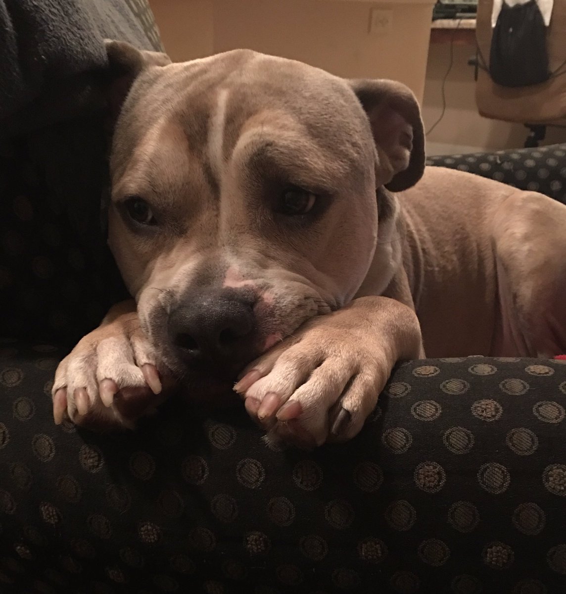 ham_graham's tweet photo. 12+ hr day for me &amp; long kennel day for Bane https://t.co/ajCYrs7CJC