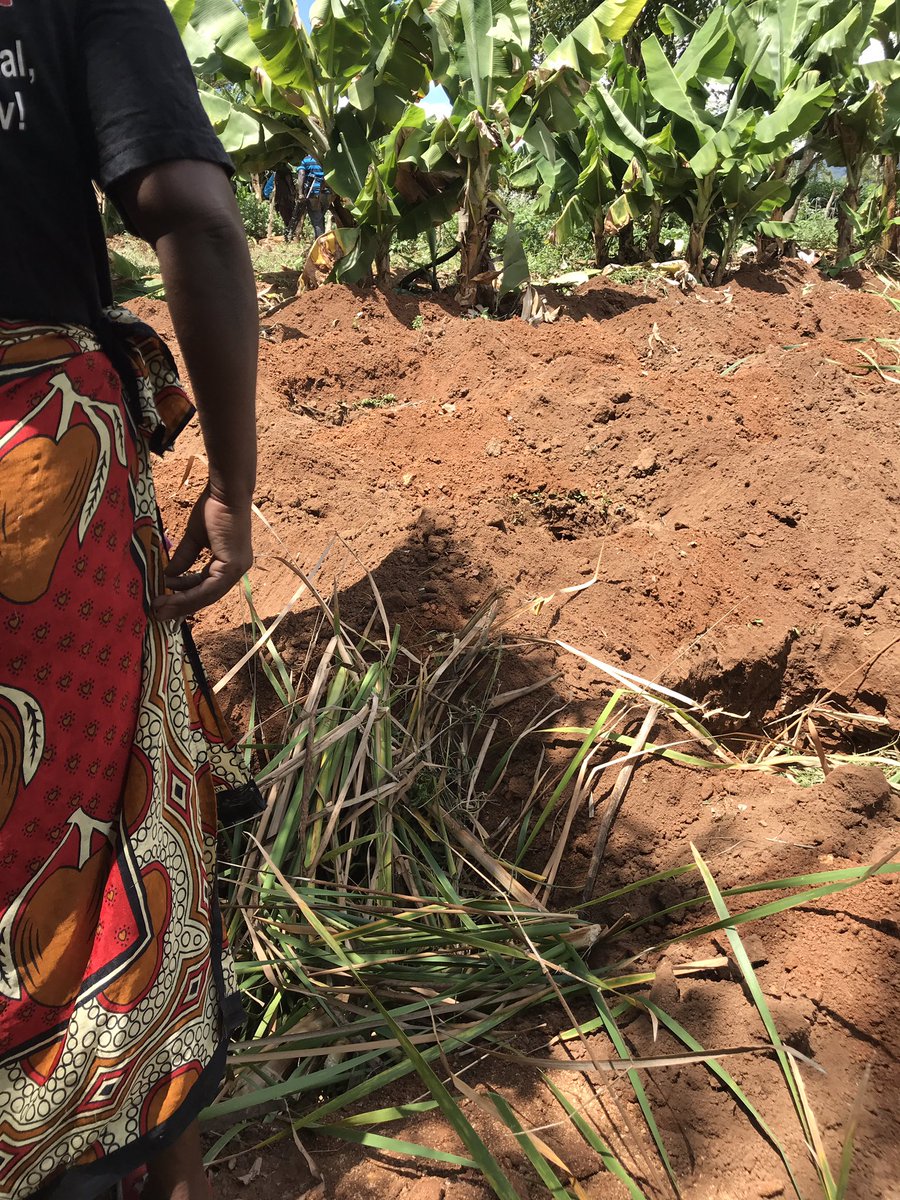 gp_kenyagroup's tweet photo. First fodder is added at the base of the pits to help hold the organic matter that's mixed with the upper layer soil for increased fertility
#FoodForLife
#FoodSecurity
#ZaiPits 🌧 https://t.co/HhzaMMAInY