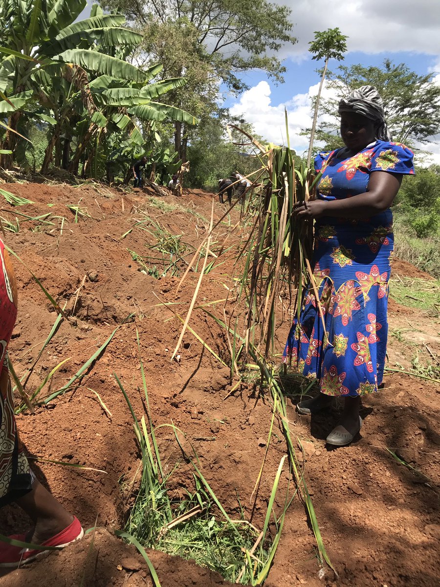 gp_kenyagroup's tweet photo. First fodder is added at the base of the pits to help hold the organic matter that's mixed with the upper layer soil for increased fertility
#FoodForLife
#FoodSecurity
#ZaiPits 🌧 https://t.co/HhzaMMAInY