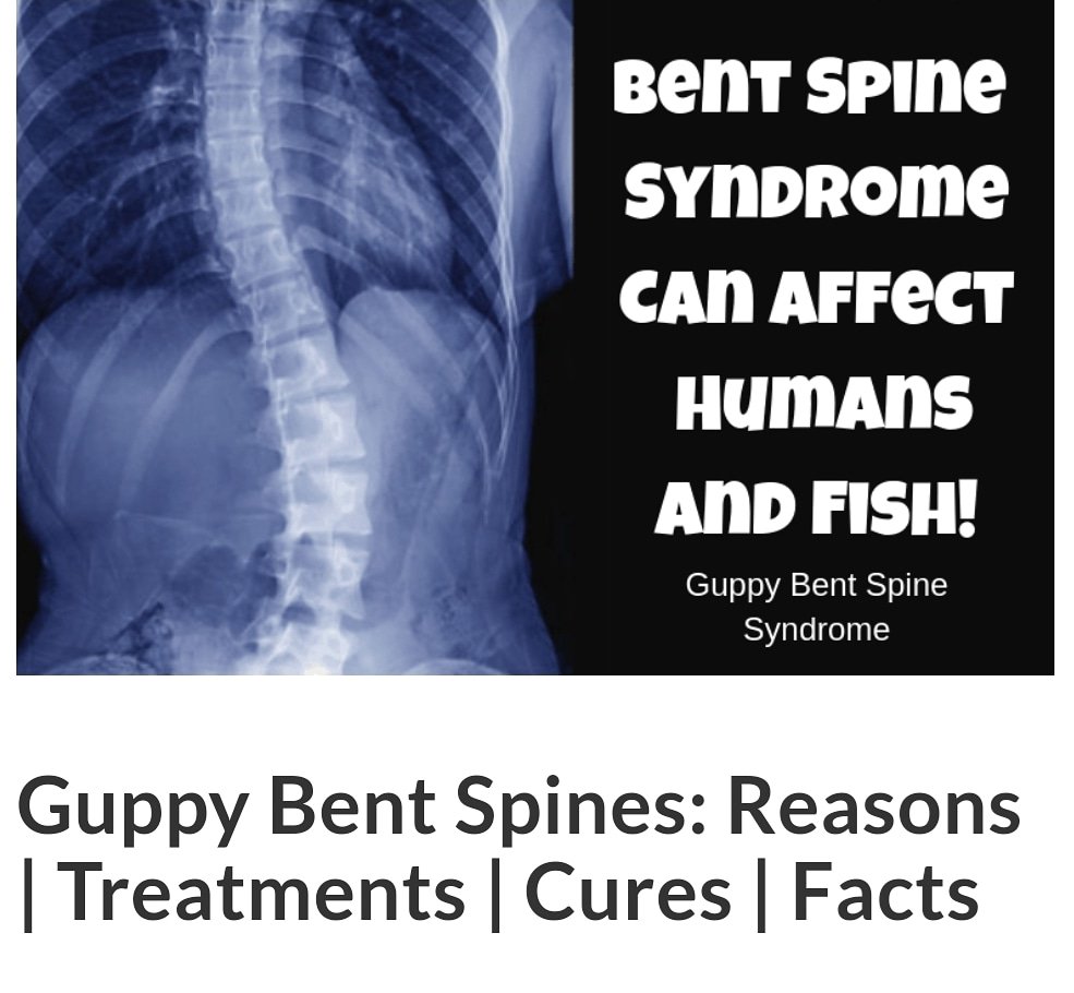 FishkeepingF's tweet image. Learn all about Scoliosis and bent spine syndrome on our website fishkeepingforever.com