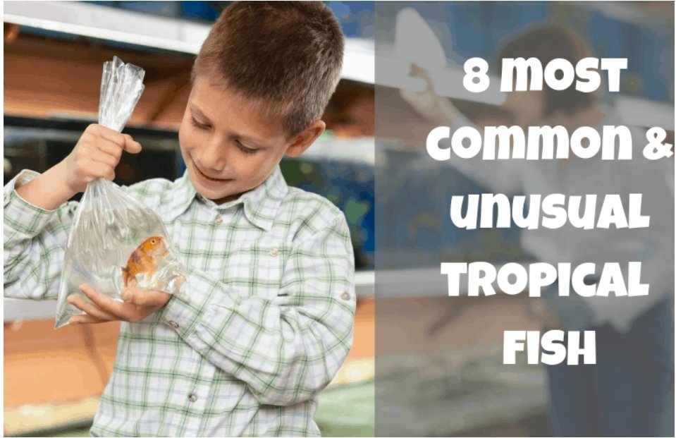 FishkeepingF's tweet image. See the most popular and uncommon fish in our latest article at fishkeepingforever.com