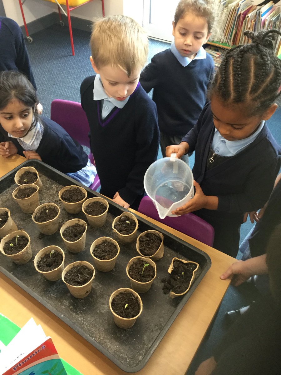 AHMrsTomlinson's tweet photo. Our seeds have germinated πππ»π± hopefully we will grow some beautiful sunflowers this year π» @AcreHall @DunhamTrust #growingplants #observingchanges https://t.co/mP8XUOhgpH