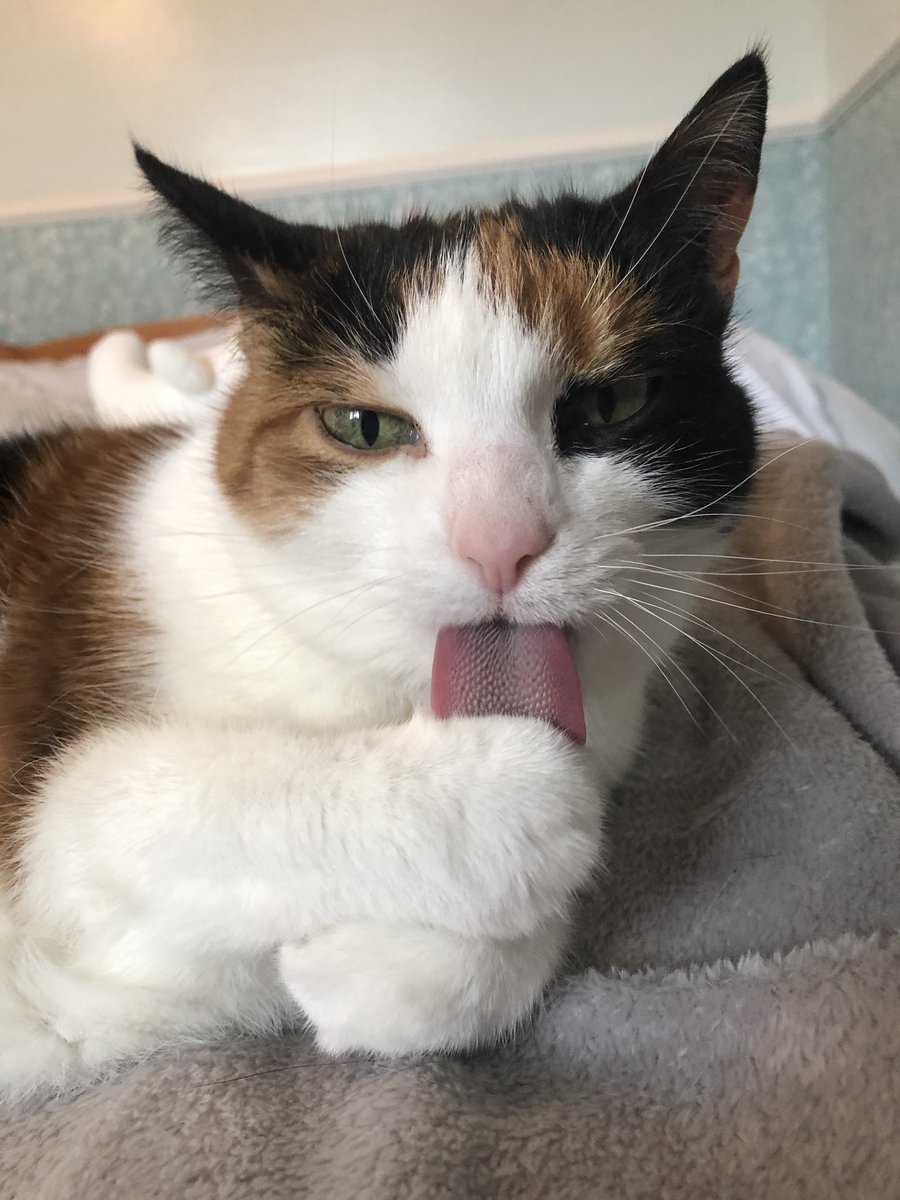 Molly the Cat tweet media