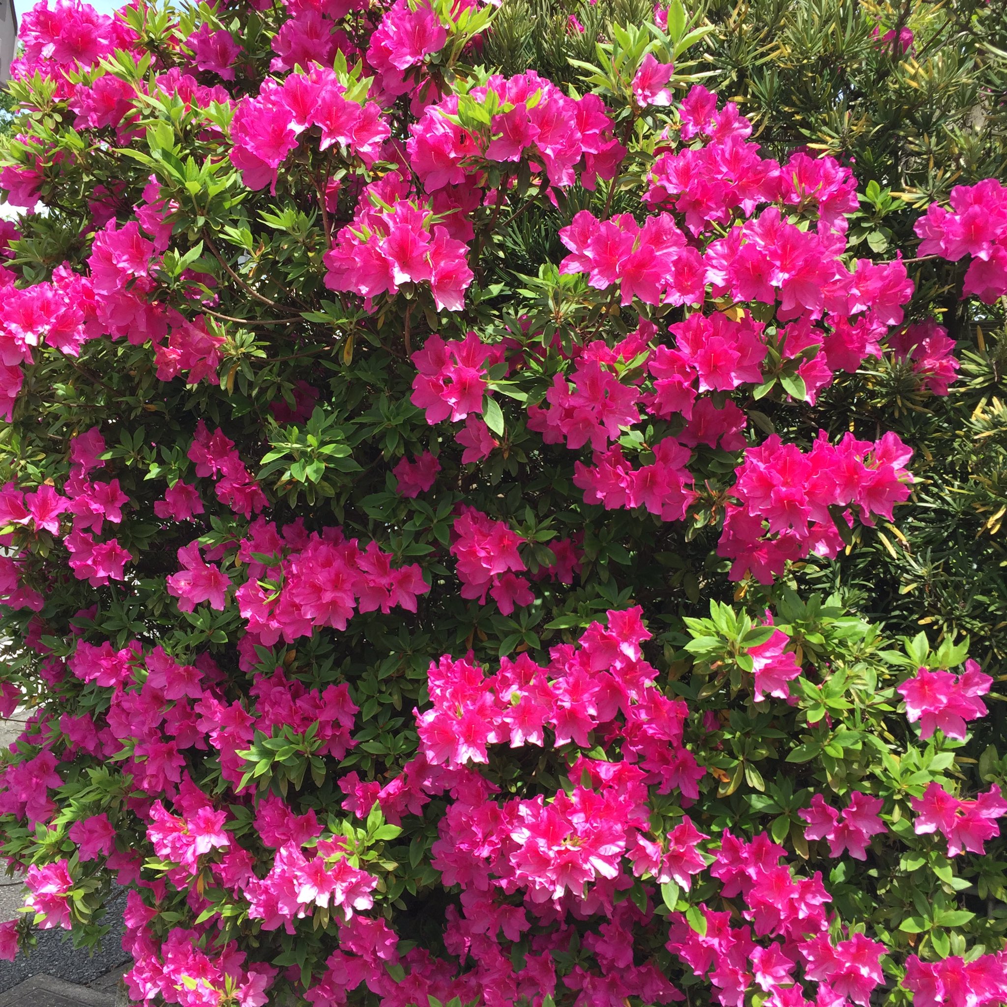 Masashi 赤いツツジの花 Red Asiatic Azalea ツツジ 赤いツツジ 花 赤い花 春の花 花が好き 花が好きな人と繋がりたい 春 5月 晴れ 日差し 暖かい 令和 Azalea Flower Blume Fleur Flora Redflower Blossom Blute Spring Fruhling Masashi 赤いツツジの花 Red Asiatic Azalea ツツジ 赤いツツジ 花 赤い花 春の花 花が好き 花が好きな人と繋がりたい 春 5月 晴れ 日差し 暖かい 令和 Azalea Flower Blume Fleur Flora Redflower Blossom Blute Spring Fruhling