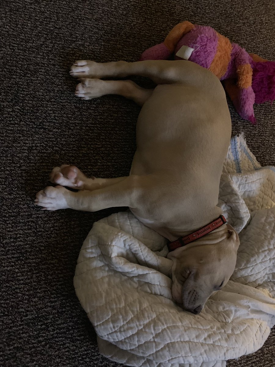 This pup