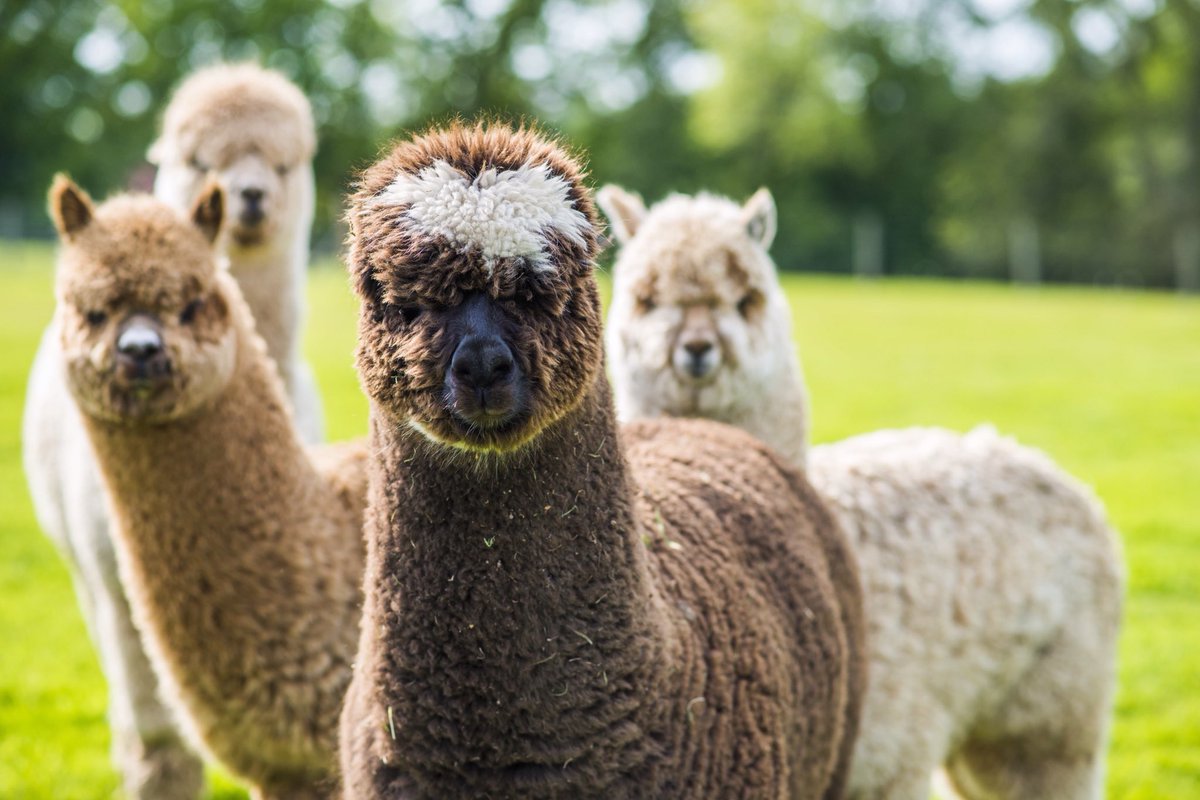 Starting to pack for #LousPoo #alpaca fertiliser at @RHSMalvern with @hooksgreenherbs Thursday-Sunday. Come see us! #malvern #grow #flowers