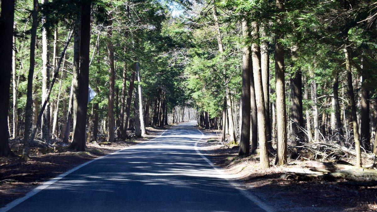 tunneloftrees's tweet image. Neath the pines, tween the lines. 🏍🚘🍂  #TunnelofTrees #M119