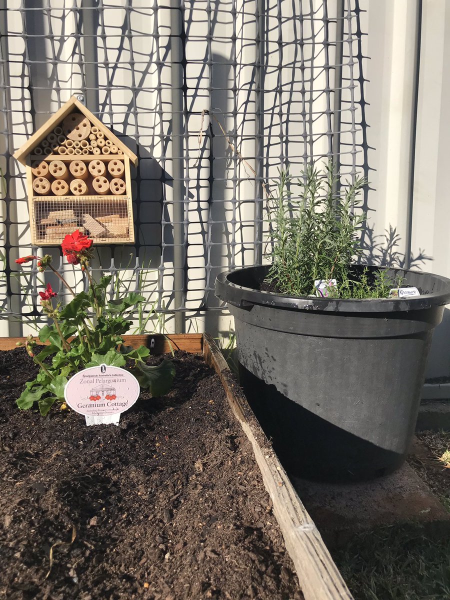TeaganC01's tweet photo. Whilst teaching, learning and reflecting about the important role bees play towards #sustainability and looking at ways we can #savethebees, I decided to replicate a project students could do in the community, in my own backyard. Im doing my bit to help save the bees 🐝 #UoNTeach https://t.co/EGU7gSS0Fb
