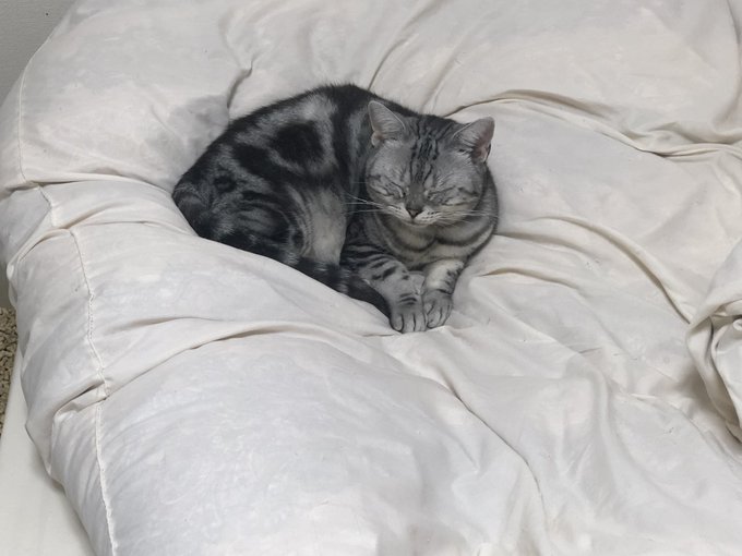 アメショのtwitterイラスト検索結果