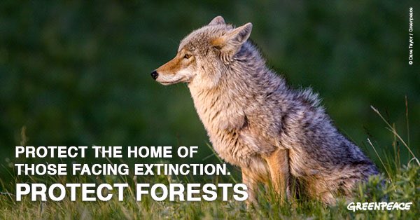greenpeaceindia's tweet photo. Protecting biodiversity means saving several species from extinction. That is why we fight to protect our forests. Stand for those who can't speak for themselves #biodiversity #IPBES7 #StandforForest
https://t.co/o07t5HHnH9 https://t.co/EpwKxvqNab