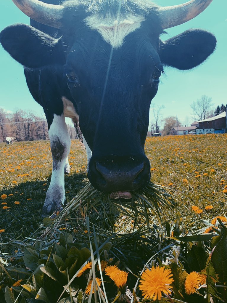 CowoftheDay1's tweet photo. 7th May 2019 https://t.co/5EqtWIfPEc
