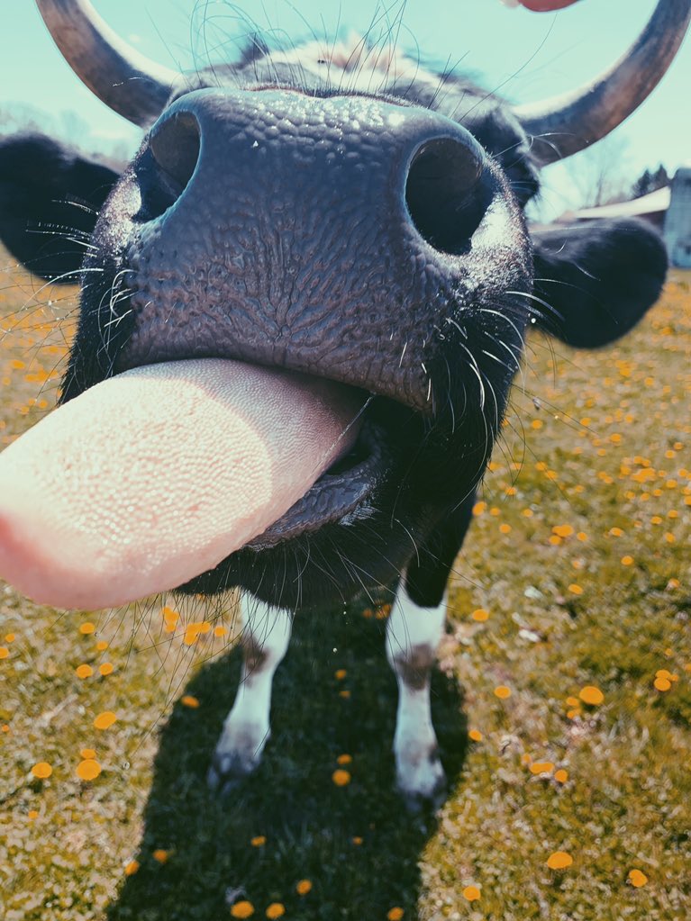 CowoftheDay1's tweet photo. 7th May 2019 https://t.co/5EqtWIfPEc