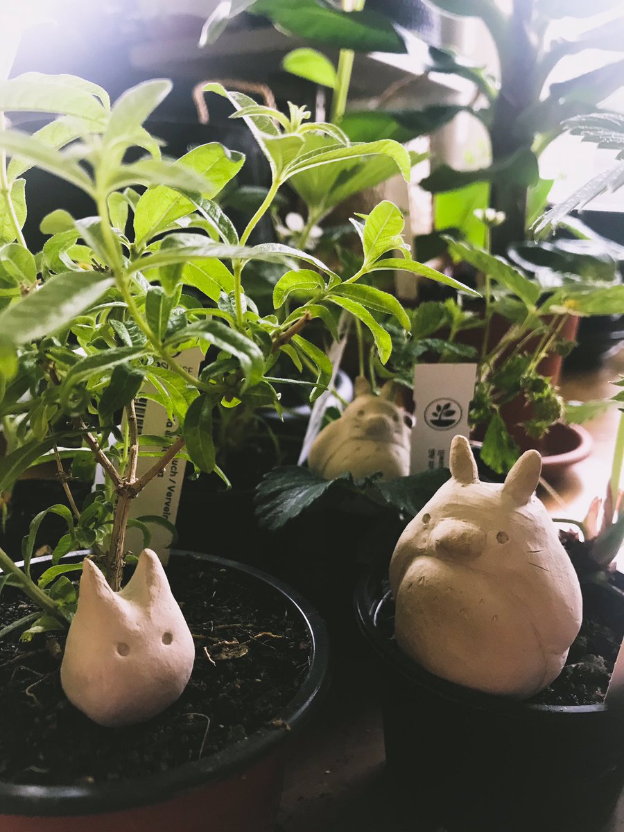 KSicinska's tweet photo. @eatyourkimchi Unfortunatelly we dont have pets and therefore I cannot send you cute animal pics, but on the weekend I did these Totoros and tree spirits (fromPrincess Mononoke) for our plants to have some company, maybe they can keep you some company, too. Get well soon, Martina. https://t.co/5832pZVBra