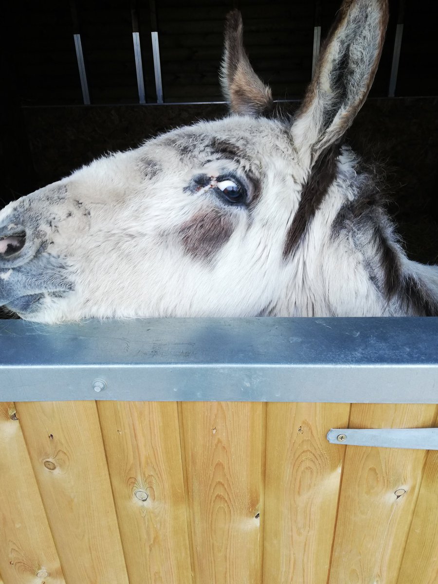 johnnyianson's tweet photo. Serious work this morning...celebrating #InternationalDonkeyWeek with Jenny and Murphy at @WonkeyDonkeyVC. Promise not to make an ass of myself etc etc. @BBCLeeds https://t.co/bl91su1D2X