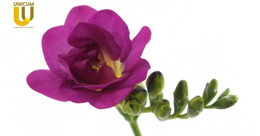 UnicumFreesianl's tweet photo. Our Freesia Purple Rain from breeder @PenningFreesia Freesia has a dark pink/cerise color and a medium scent.
Visit our website for more varieties: https://t.co/gRsLpMYUK3
#assortment #variety #unicum #unicumfreesia #sustainableflowers #freesia #flowers #unicgold #flowergram https://t.co/0ctvAgRWt8
