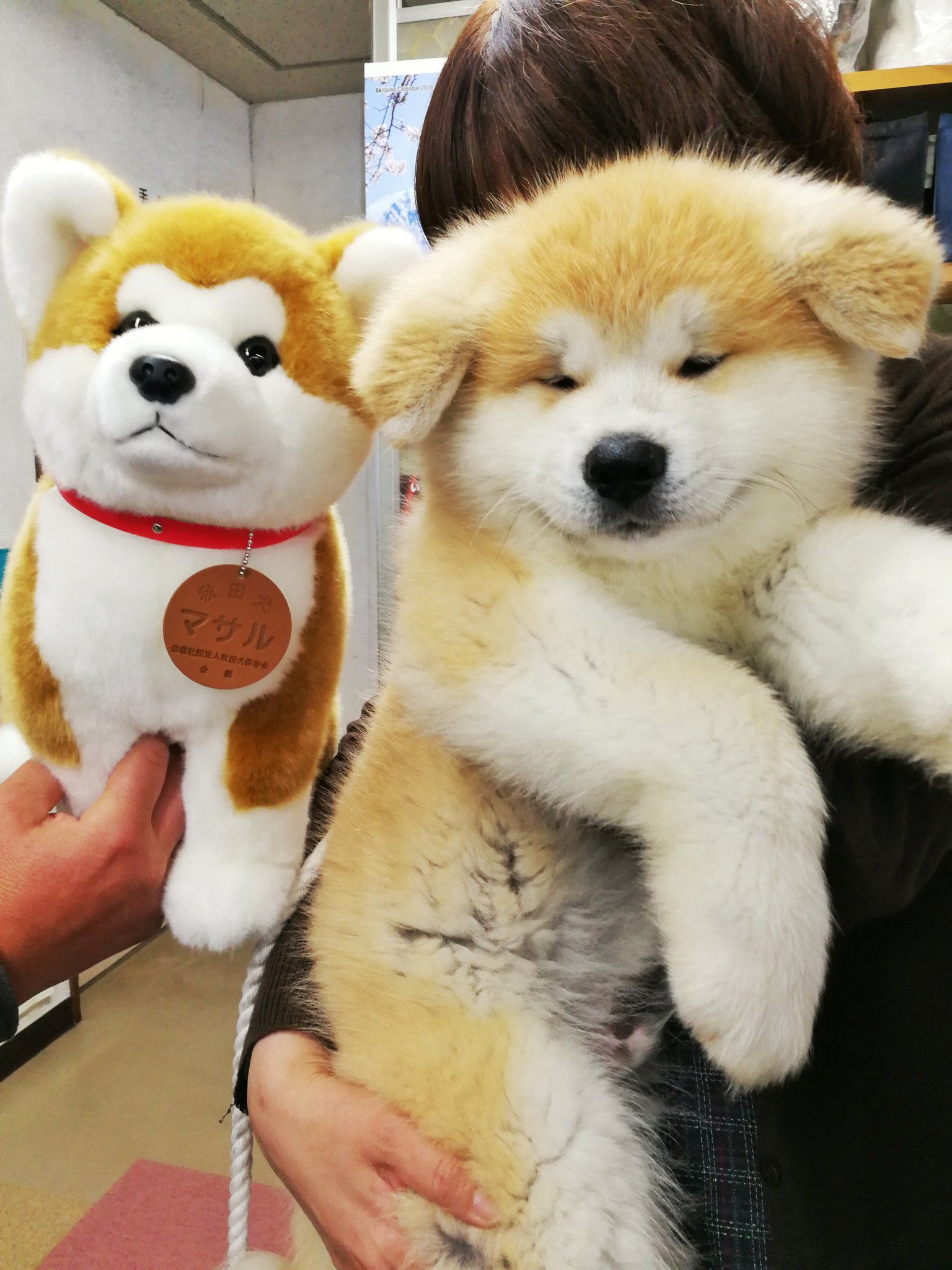 秋田犬マサル特大ぬいぐるみ(最終値下げ) | isn-india.org