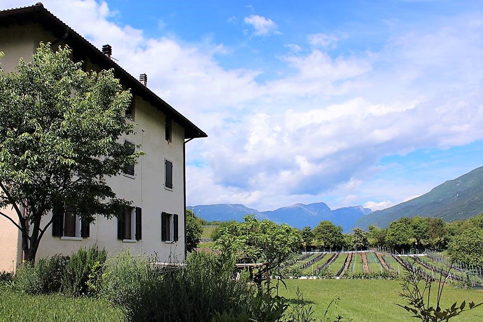 agriturtrentino's tweet photo. Qualcosa di veramente particolare vi attende presso #agriturismotrentino #agricavedine #lumache #vallelaghi! 🐌🐌 Non avete mai provato? Chiedete più info al 342 5969185 oppure 0461 568662 https://t.co/eOKZxIF0c0