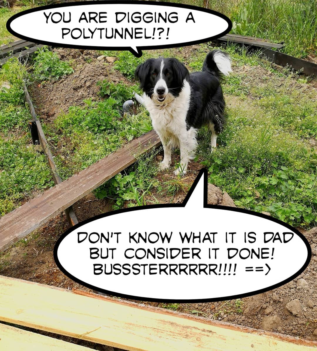 daisydogdiary's tweet image. Today we did an important job. I think Buster should take his work more seriously. Sniff! #workingdogs #workdog #dogdigging #diggingdog #doghelp #springerspanielxbordercollie #dogpuns #dogjokes