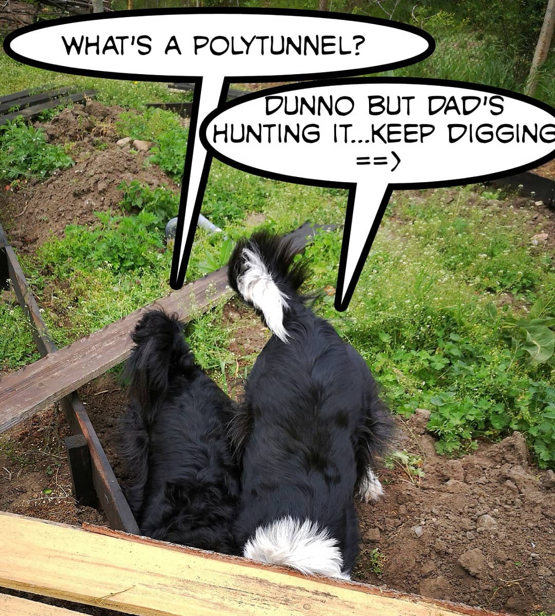daisydogdiary's tweet image. Today we did an important job. I think Buster should take his work more seriously. Sniff! #workingdogs #workdog #dogdigging #diggingdog #doghelp #springerspanielxbordercollie #dogpuns #dogjokes