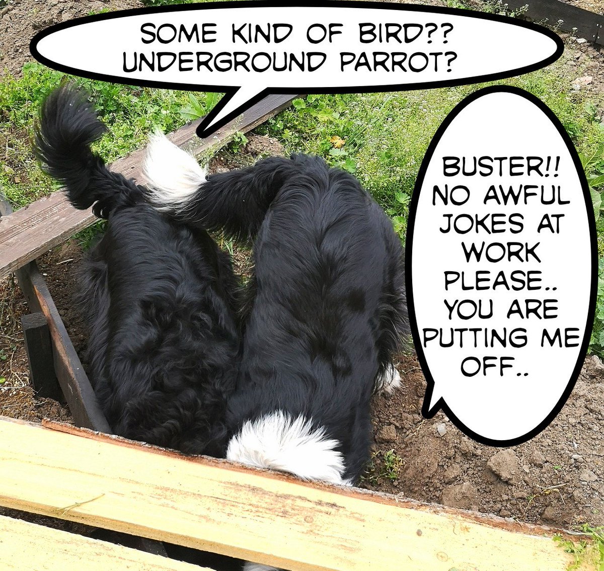 daisydogdiary's tweet image. Today we did an important job. I think Buster should take his work more seriously. Sniff! #workingdogs #workdog #dogdigging #diggingdog #doghelp #springerspanielxbordercollie #dogpuns #dogjokes