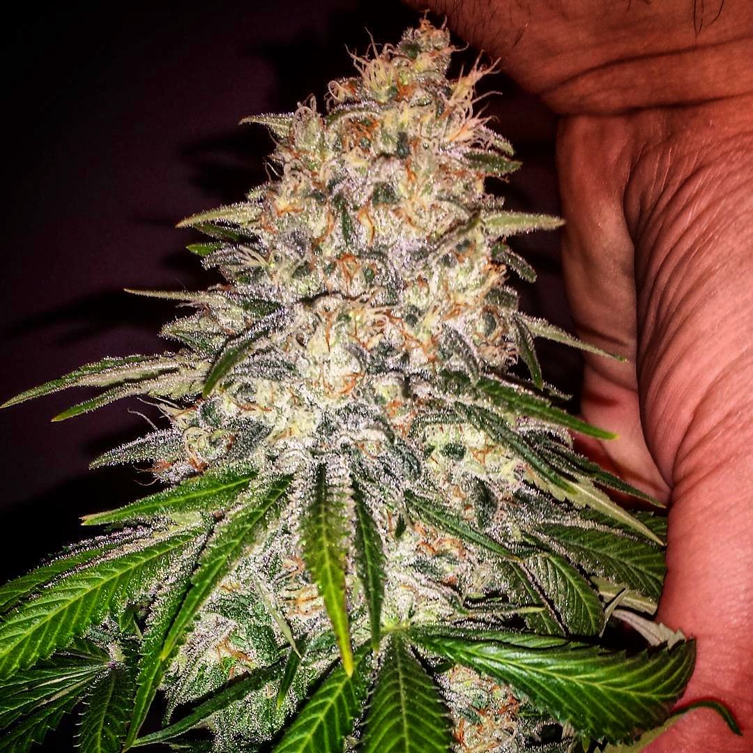BIG_Seeds's tweet photo. Una de nuestras variedades estrella es BIG MAMUT. Facil cultivo, sabor intenso y gran producción. Packs de 2, 4, 6 o 12 semillas de #marihuana #feminizadas aquí: https://t.co/hdmn6tU3lA #CannabisLegal #seeds #autocultivo #ganjah #dagga #macoña #growshop #BigMamut #CannabisNews https://t.co/vx5iQmIaZa