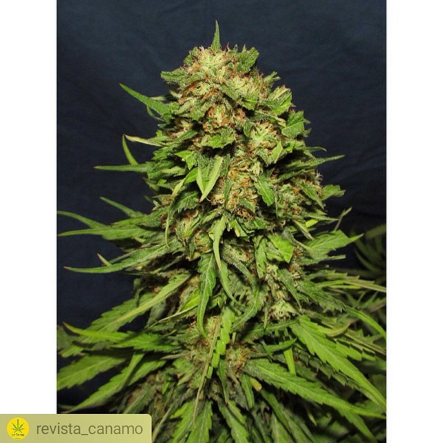 BIG_Seeds's tweet photo. Una de nuestras variedades estrella es BIG MAMUT. Facil cultivo, sabor intenso y gran producción. Packs de 2, 4, 6 o 12 semillas de #marihuana #feminizadas aquí: https://t.co/hdmn6tU3lA #CannabisLegal #seeds #autocultivo #ganjah #dagga #macoña #growshop #BigMamut #CannabisNews https://t.co/vx5iQmIaZa