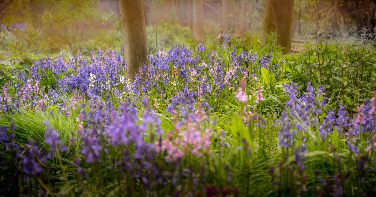 Bluebells #bluebells #carpetofflowers #woodland #spring #protectedflower