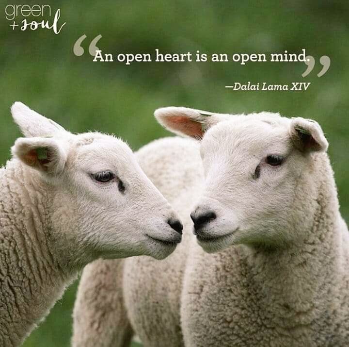 An open heart is an open mind 💗💗💗 #love #kindness #peace #compassion #bekind #vegan #govegan #lovelambs #lambs #beautiful #food #animallover #loveanimals #dogs #animalrights #animalcruelty #MondayMotivation #openyourhearts #family