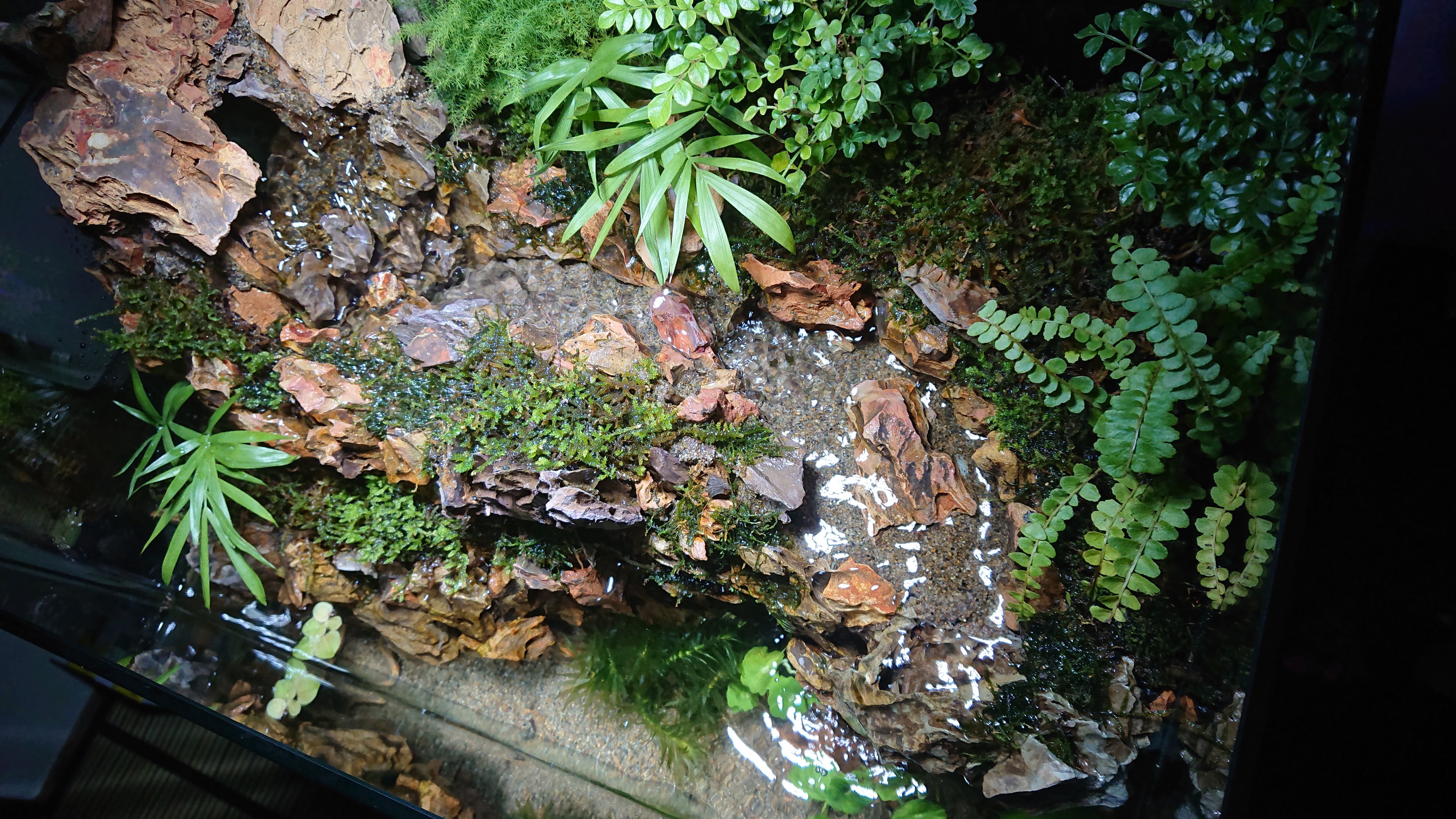 カンマ みんなのパルダ アクアテラ 1 45 30 32cm 2 生体 ヒメダカなど 植物 アナカリス シマトネリコ テーブルヤシ ハイゴケなど 3 気孔石を使い 滝と川と水中洞窟のあるアクアテラリウム水槽を作りました 制作過程の写真も提供できます